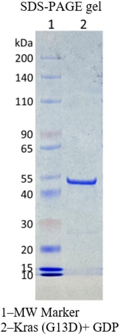 AURORA BIOLABS LLC&nbsp;Kras G13D, GDP Loaded, 100 μg