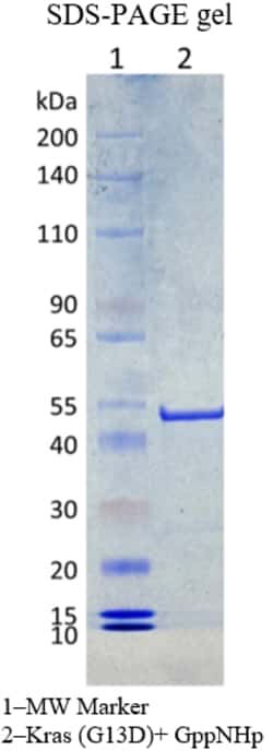 AURORA BIOLABS LLC&nbsp;Kras G13D, GppNHp loaded, 100 μg