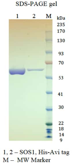 AURORA BIOLABS LLC&nbsp;SOS1, His-Avi-tagged, 100 μg