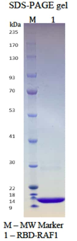 AURORA BIOLABS LLC&nbsp;Human RBD-RAF1, 100 μg
