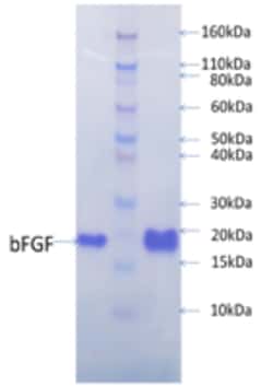 AURORA BIOLABS LLC&nbsp;Human FGF-basic, 100 μg