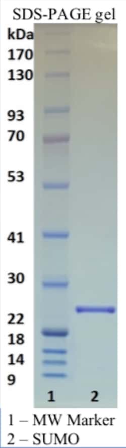 SUMO Protease (Ulp1), 1000 units