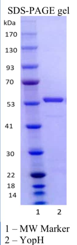 AURORA BIOLABS LLC&nbsp;YopH (CLP), 1000 units