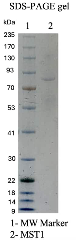 AURORA BIOLABS LLC Human Mst1 (Caspase-IG3), 50 μg