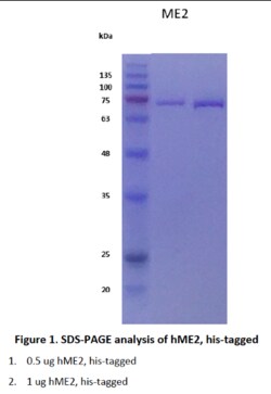 AURORA BIOLABS LLC&nbsp;Human Malic enzyme 2 (ME2), 100 μg