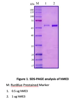 AURORA BIOLABS LLC&nbsp;Human Malic enzyme 3 (ME3),100 μg