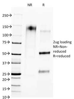 Biotium&nbsp;CTLA4 / CD152 (Negative Regulator of T-Cells)(L4P2F5.F10), CF405S conjugate, 0.1mg/mL