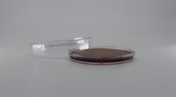 Oxyrase Phenylethyl Alcohol (PEA) Blood Agar OxyPlate