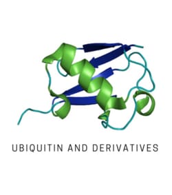 LifeSensors&nbsp;K48-Linked Tetra-Ubiquitin (Phosphorylated) 25µg