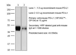 Bio X Cell&nbsp;RecombiMAb Anti-Mouse PD-L1, Clone 10F.9G2-CP154, 1 MG