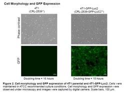 ATCC&nbsp;4T1-GFP-Luc2 (CRL-2539-GFP-LUC2) Mouse mammary tumor cell line - dual GFP and luc2 (luciferase) reporter, adherent