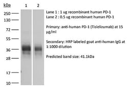 Bio X Cell&nbsp;InVivoSIM anti-human PD-1 (Tislelizumab biosimilar) - research-grade human IgG4 antibody for PD-1 blockade