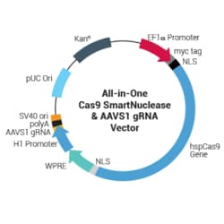 System Biosciences LLC&nbsp;AAVS1 Safe Harbor Site Targeting 2.0 Complete Kit with All-purpose HR Donor Vector 2.0 (AAVS1-SA-puro-MCS), 1 Kit
