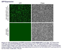 ATCC&nbsp;NCI-H929-GFP-Luc2 (CRL-3580-GFP-LUC2) Human plasmacytoma cell line, GFP and Luc2 reporters, suspension