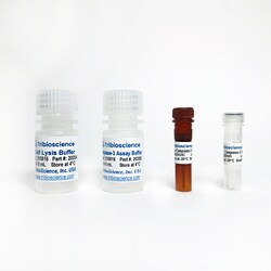 TRIBIOSCIENCE INC&nbsp;Caspase-3 Fluorometric Assay kit 100 Tests