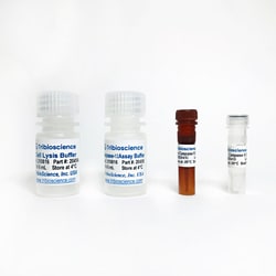 TRIBIOSCIENCE INC&nbsp;Caspase-12 Fluorometric Assay Kit 100 Tests