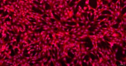 Cloud Clone Corp&nbsp;CSI003Fe01 Cloud-Clone Brand Primary Feline Articular Chondrocytes (AC) Size 5X10^5 Ship with dry ice