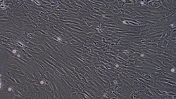 Cloud Clone Corp&nbsp;CSI047Ra01 Cloud-Clone Brand Primary Rat Meningeal Cells (MC) Size 5X10^5 Ship with dry ice