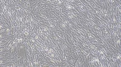Cloud Clone Corp&nbsp;CSI057Fe01 Cloud-Clone Brand Primary Feline Skeletal Muscle Cells (SkMC) Size 5X10^5 Ship with dry ice