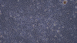 Cloud Clone Corp&nbsp;CSI061Mu01 Cloud-Clone Brand Primary Mouse Renal  Tubular Epithelial Cells (RTEC) Size 5X10^5 Ship with dry ice