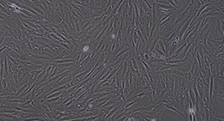 Cloud Clone Corp&nbsp;CSI065Ra01 Cloud-Clone Brand Primary Rat Bladder Smooth Muscle Cells (BSMC) Size 5X10^5 Ship with dry ice