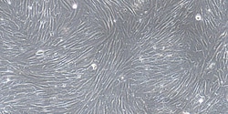 Cloud Clone Corp&nbsp;CSI068Ca01 Cloud-Clone Brand Primary Canine Tracheal Smooth Muscle Cells (TSMC) Size 5X10^5 Ship with dry ice