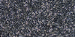 Cloud Clone Corp&nbsp;CSI083Ca01 Cloud-Clone Brand Primary Canine Bone Marrow-derived Mesenchymal Stem Cells (BMMSCs) Size 5X10^5 Ship with dry ice