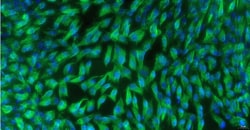 Cloud Clone Corp&nbsp;CSI087Fe01 Cloud-Clone Brand Primary Feline Adult Dermal Fibroblasts (ADF) Size 5X10^5 Ship with dry ice