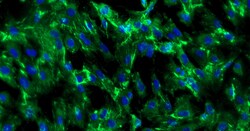 Cloud Clone Corp&nbsp;CSI088Ra01 Cloud-Clone Brand Primary Rat Neonatal Dermal Fibroblasts (NDF) Size 5X10^5 Ship with dry ice