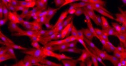 Cloud Clone Corp&nbsp;CSI109Ca01 Cloud-Clone Brand Primary Canine Gastric Smooth Muscle Cells (GSMC) Size 5X10^5 Ship with dry ice