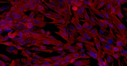 Cloud Clone Corp&nbsp;CSI112Rb01 Cloud-Clone Brand Primary Rabbit Sertoli Cells (SEC) Size 5X10^5 Ship with dry ice