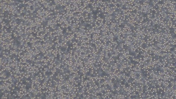 Cloud Clone Corp&nbsp;CSI164Ca01 Cloud-Clone Brand Primary Canine Bone Marrow Mononuclear Cells (BMMC) Size 5X10^5 Ship with dry ice