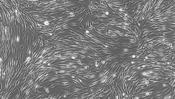 Cloud Clone Corp&nbsp;CSI249Ca01 Cloud-Clone Brand Primary Canine Tendon Cells (TC) Size 5X10^5 Ship with dry ice