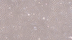 Cloud Clone Corp&nbsp;CSI284Ca01 Cloud-Clone Brand Primary Canine Aorta Adventitial Fibroblasts (AAF)  Size 5X10^5 Ship with dry ice