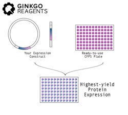 GINKGO BIOWORKS INC (3P) Ginkgo Bioworks Cell Free Protein Synthesis -