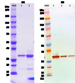 Ibt Bioservices&nbsp;IBT Recombinant Influenza HA (H5 Vietnam), Cat # 1501-001, Influenza A, Hemagglutinin from A/Vietnam/1203/2004 (H5N1), Column chromatography, ELISA, Western Blot, Liquid, Storage: -80°C