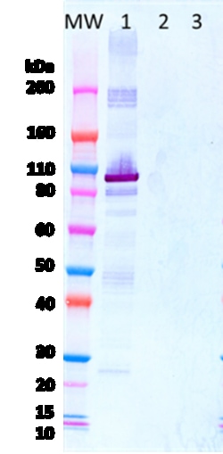 Ibt Bioservices&nbsp;IBT Marburg-Musoke virus-like particles (MMARV VLP), Cat # 0566-001, Marburg Virus, Marburg VLP, Musoke, Column chromatography, Western Blot, Liquid, Storage: -80°C