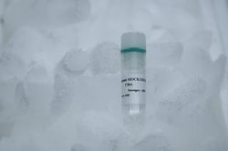 IPHASE PHARMA SERVICES LLC&nbsp;Human MOCK/HEK293F Cells,8-10million