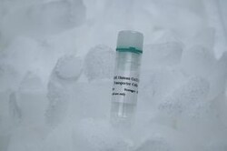 IPHASE PHARMA SERVICES LLC&nbsp;Human OCT2 SLC Transporter Cells,8-10million