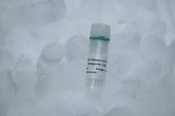 IPHASE PHARMA SERVICES LLC Human OATP1B3 SLC Transporter Cells,8-10million,