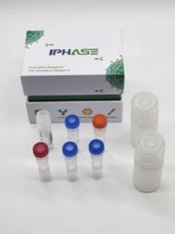 IPHASE PHARMA SERVICES LLC&nbsp;5α-Reductase(SRD5A2) Inhibition Kit,200 test (Micropore)
