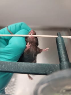 MEDILUMINE INC MediLumine Inc. Mouse Malocclusion Holder, Quantity: Each