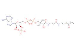 eMolecules​&nbsp;Acetyl-1,2-13C2 Coenzyme A Sodium Salt (~2% Unlabelled) | Toronto Research Chemicals |811.550 | C23H38N7O17P3SCC(C)(COP(O)(=O)OP(O)(=O)OCC1O[C@H]([C@H](O)[C@@H]1OP(O)(O)=O)n1cnc2c(N)ncnc12)[C@@H](O)C(=O)NCCC(=O)NCCS[13C]([13CH3])=O | 1mg | 866849471