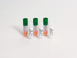 Lonza Walkersville&nbsp;PyroCell Monocyte Activation Test - Human Serum Kit - 3 vials cryopreserved, pooled PBMC (human, pMAT cells),  3 vials of cryopreserved Human Serum Supplement, for 288 tests (3x 96-well plates).