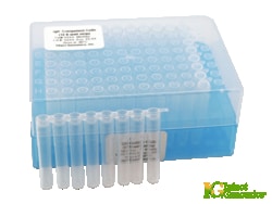 INTACT GENOMICS INC&nbsp;BL21(DE3) Chemically Competent Cells , 96x50µl (12x8-well strip)