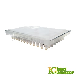 INTACT GENOMICS INC&nbsp;BL21(DE3) Chemically Competent Cells , 1x96 well plate (20µl/well)