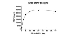 AURORA BIOLABS LLC&nbsp;Kras Q61H–cRAF Binding Assay Kit,100 rxn