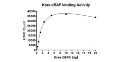 AURORA BIOLABS LLC&nbsp;Kras Q61K–cRAF Binding Assay Kit,384 rxn
