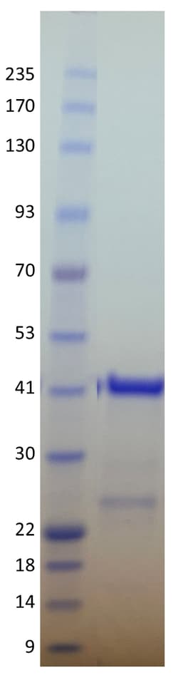 AURORA BIOLABS LLC&nbsp;Kras G12A, GST-tag,100