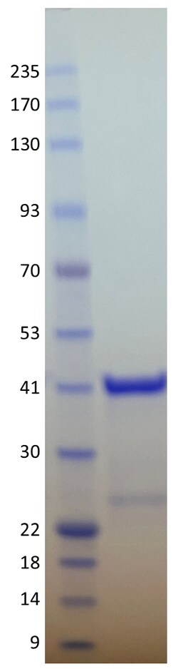 AURORA BIOLABS LLC&nbsp;Kras G12A, GST-tag, GDP Loaded,100
